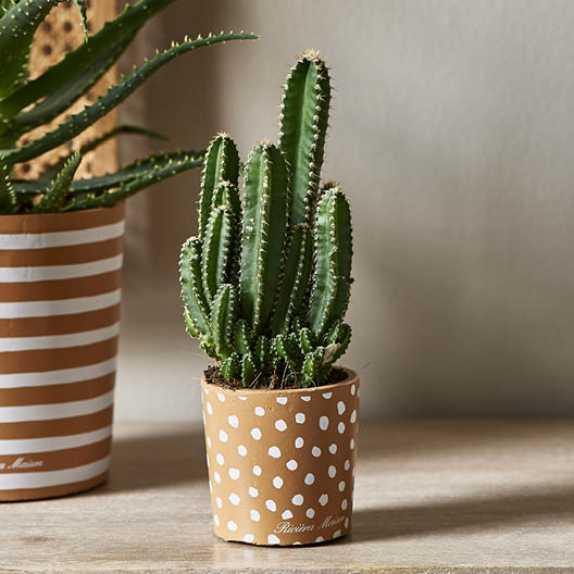 Botanical Dots Pot