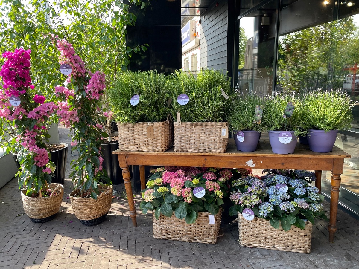 Shop de mooiste buitenplanten in onze winkels tijdens Days of Desire